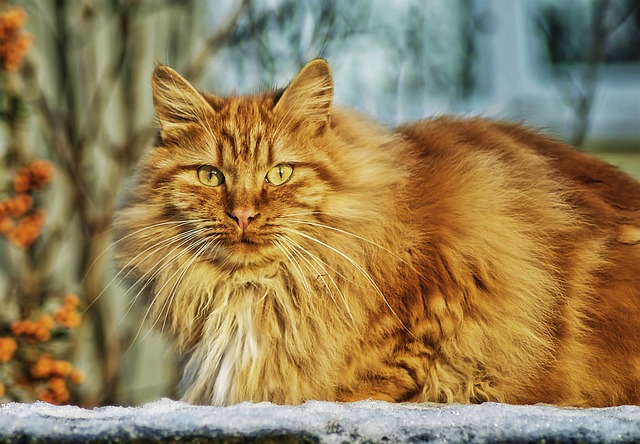 Chat bosse maladie