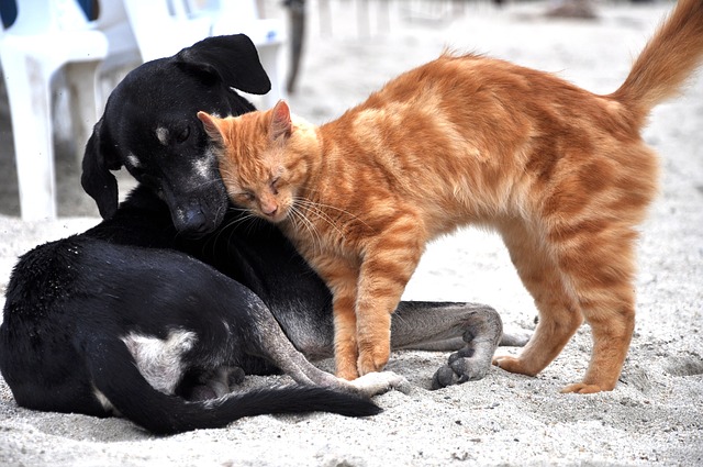 Chat chien toilettage